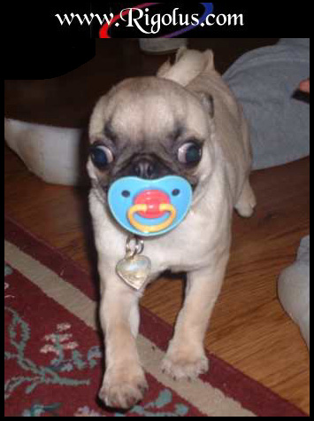 trop mignon !!